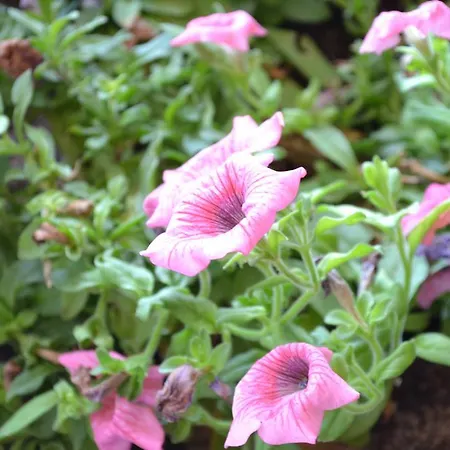 Citti Ξενοδοχείο